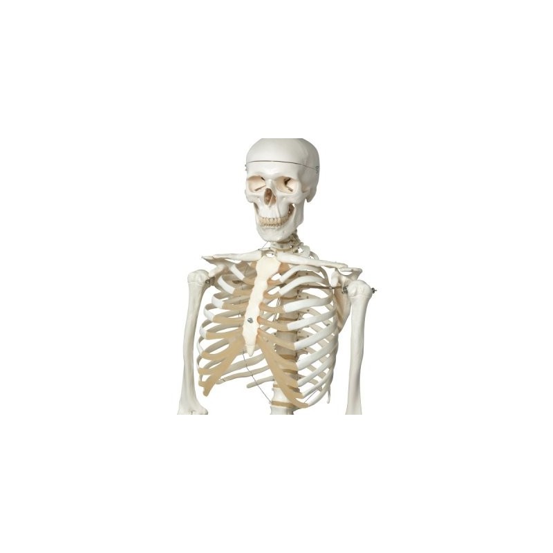 Πρόπλασμα ανθρώπινου σκελετού. -Συσκευές λεμφοιδήματος - Πελματογράφος -Προπλάσματα