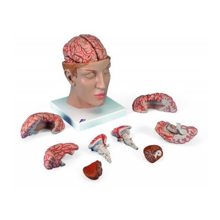 Πρόπλασμα ανθρώπινου εγκεφάλου. -Συσκευές λεμφοιδήματος - Πελματογράφος -Προπλάσματα