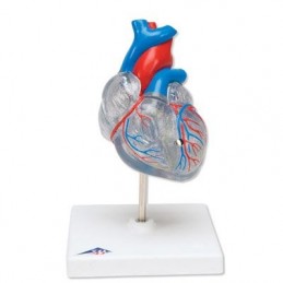 Πρόπλασμα καρδιάς  -Συσκευές λεμφοιδήματος - Πελματογράφος -Προπλάσματα